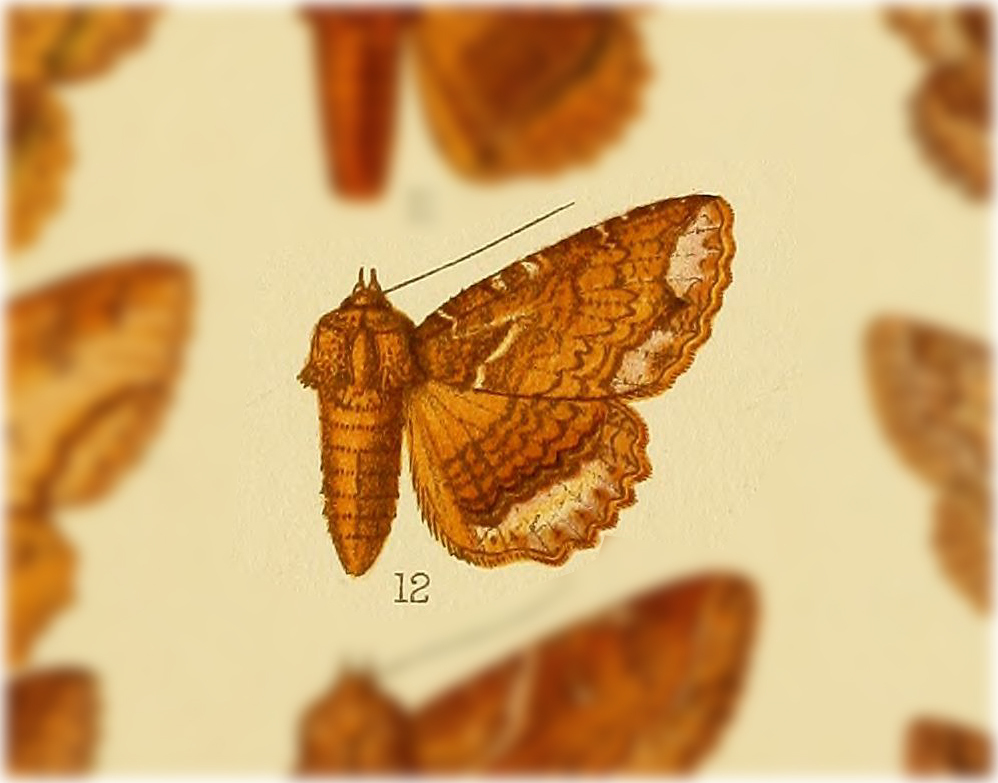 Zale sexplagiata