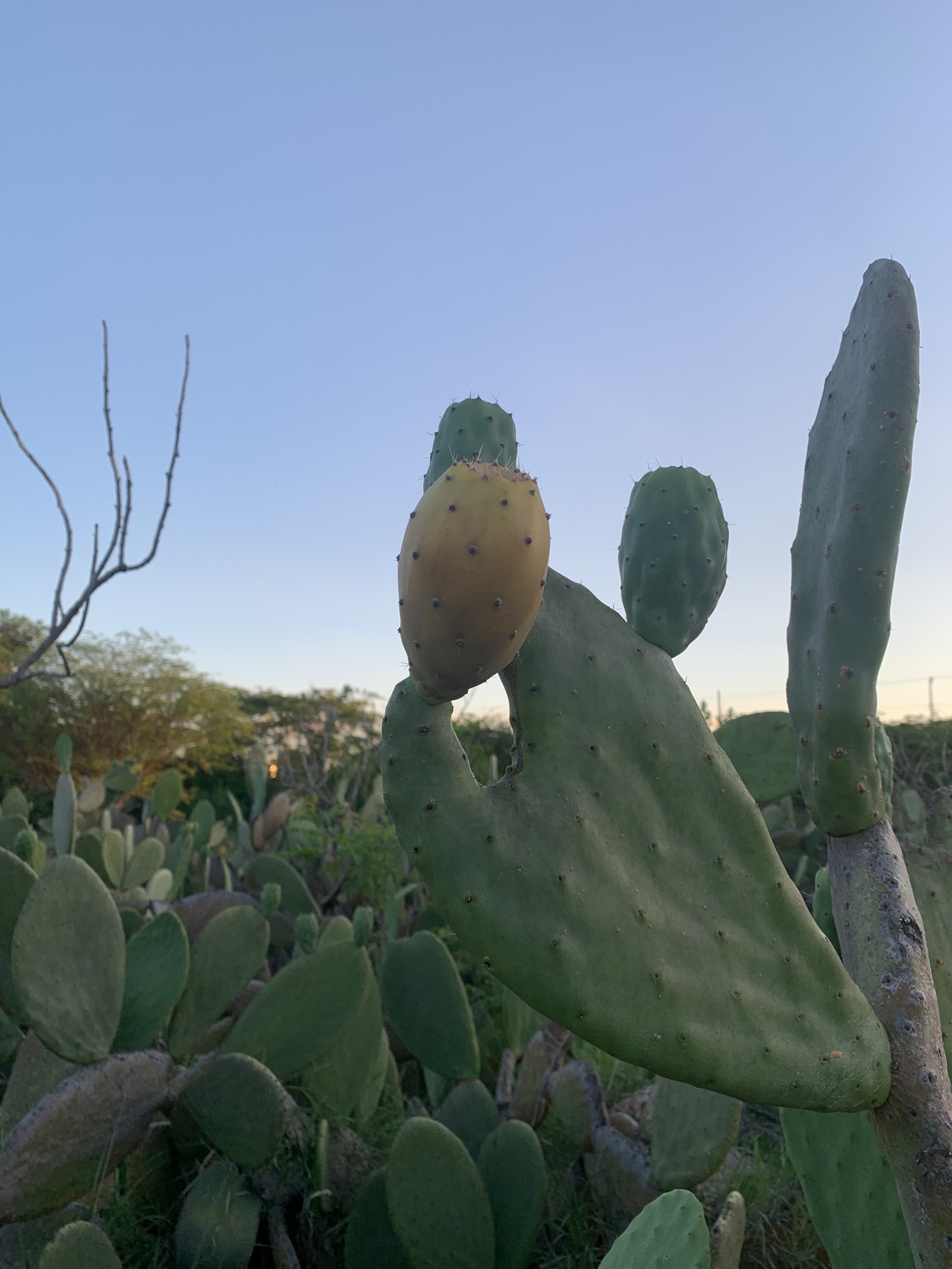 Opuntia ficus-indica