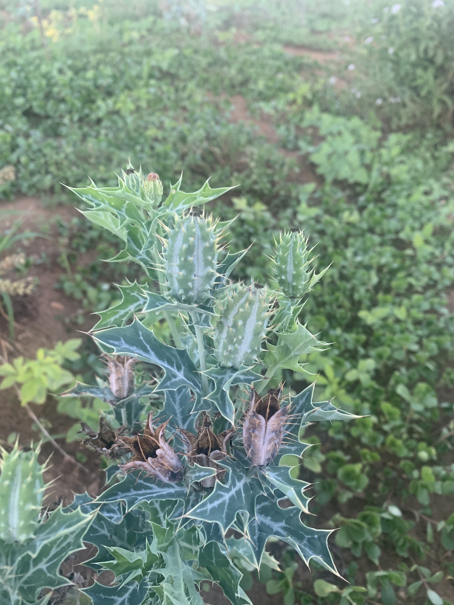 Argemone mexicana