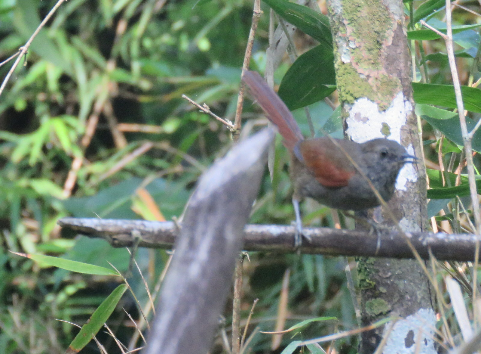 Grey-bellied Spinetail (Synallaxis cinerascens), photo 9