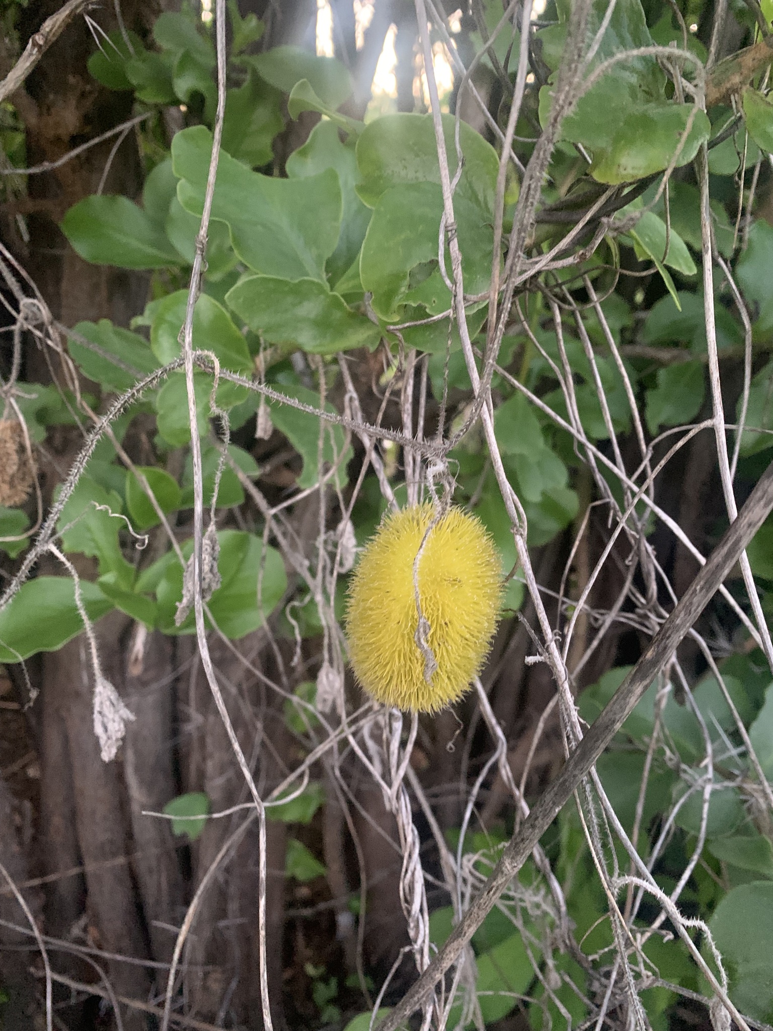 Cucumis dipsaceus