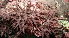 Solieriaceae