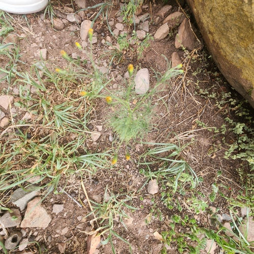 Schkuhria pinnata iNat (3)