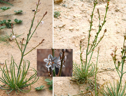 Annual Asphodel