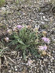 Astragalus lotiflorus