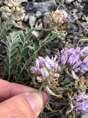 Astragalus lotiflorus