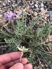 Astragalus lotiflorus