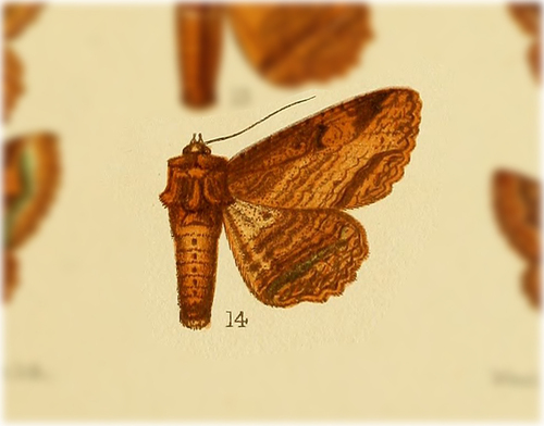 Zale phaeograpta