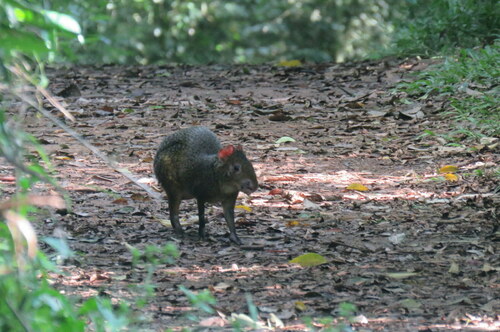 Azara's Agouti