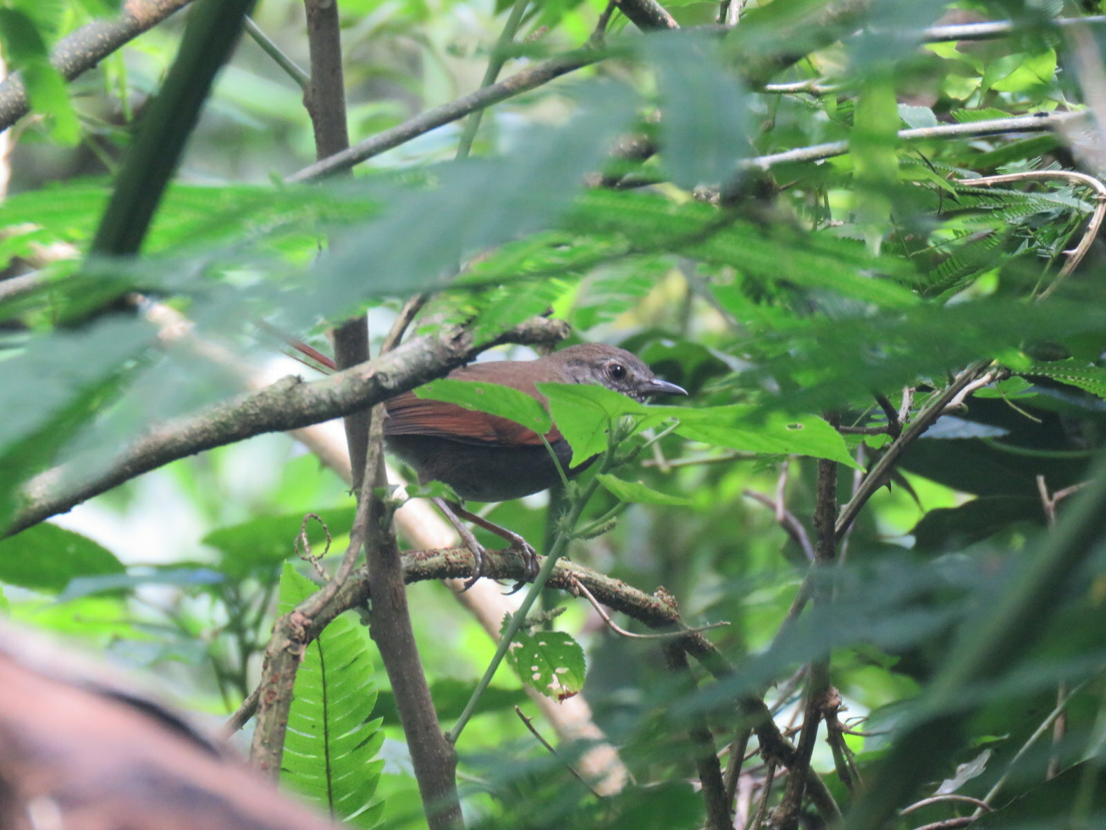 Grey-bellied Spinetail (Synallaxis cinerascens), photo 6