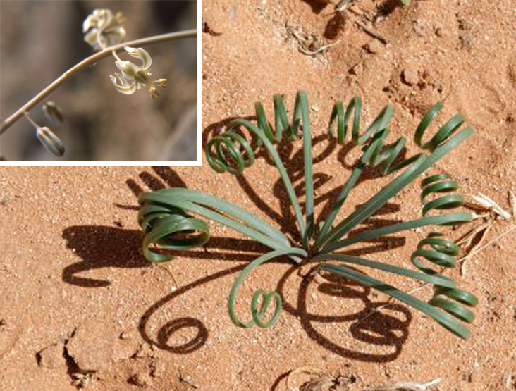 Drimia noctiflora