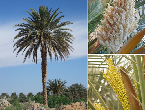 Date Palm