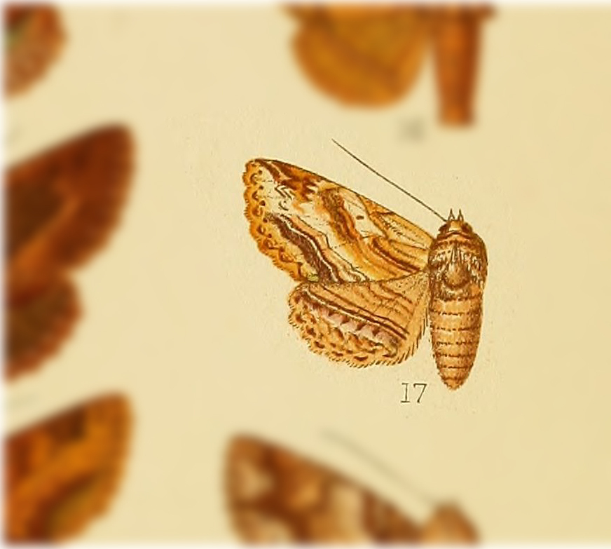 Zale albidula