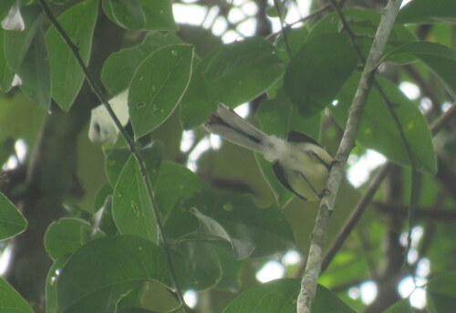 Creamy-bellied Gnatcatcher (Polioptila lactea), photo 7