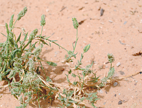 Coastal Cat's-foot-grass