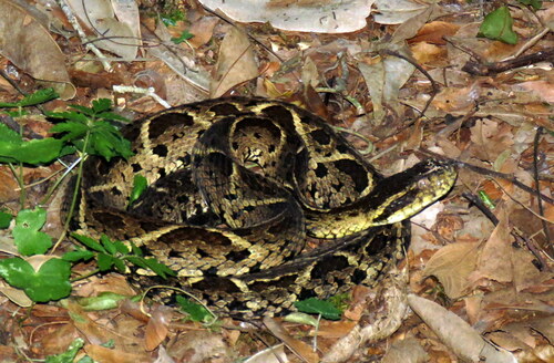 Jararacussu, Bothrops jararacussu