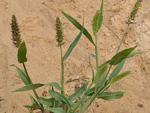 hooked bristle grass
