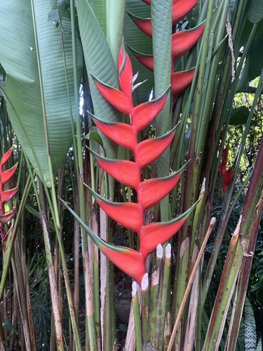 Foto de Bananeira-do-brejo