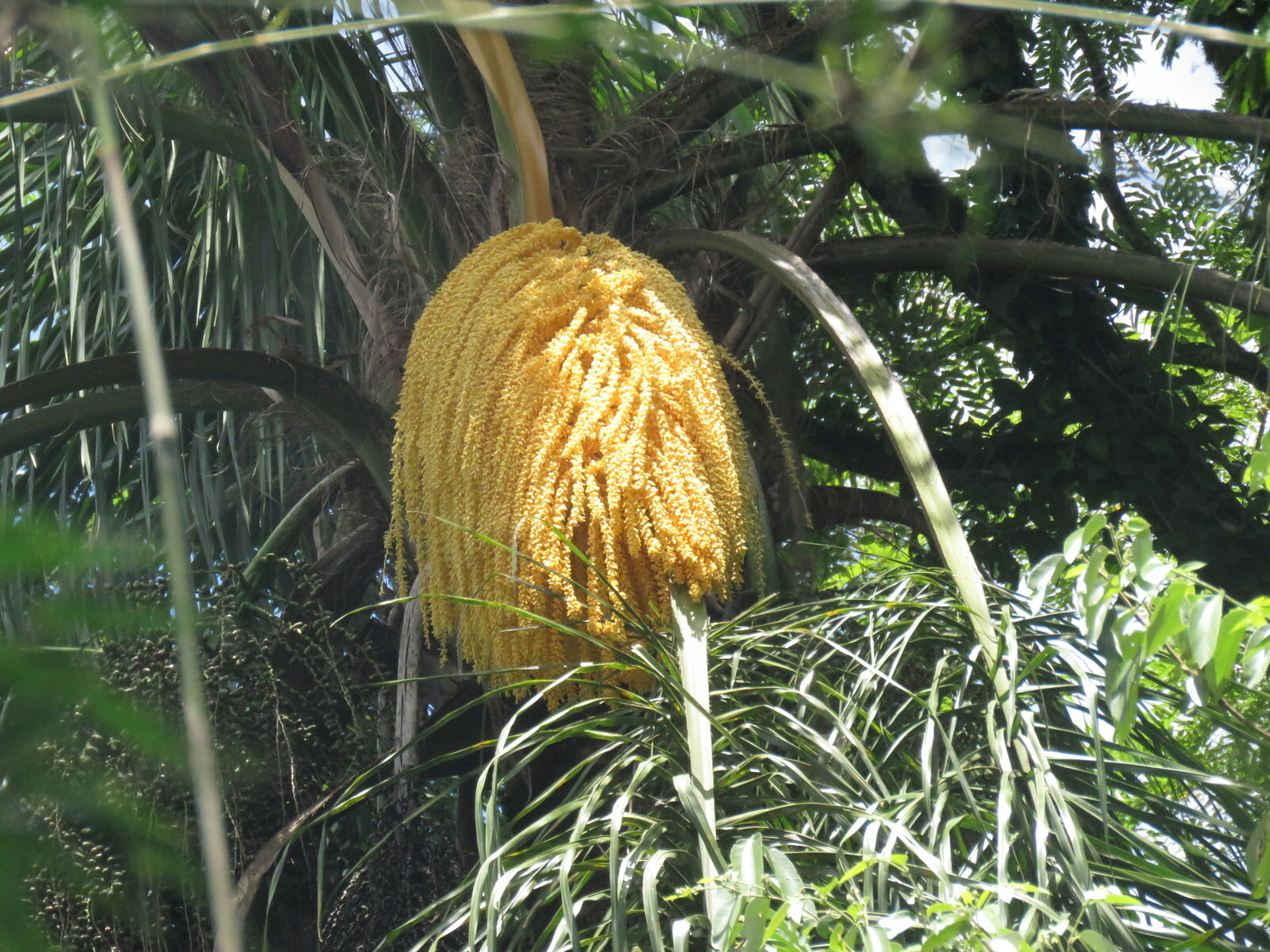 Imagem de Palmeira-imperial