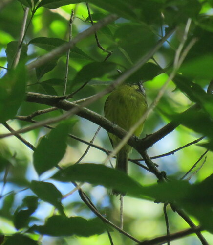 Southern Bristle Tyrant (Pogonotriccus eximius), photo 6