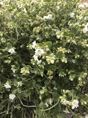Mirabilis tenuiloba