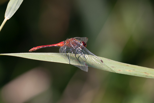 Ruddy Darter