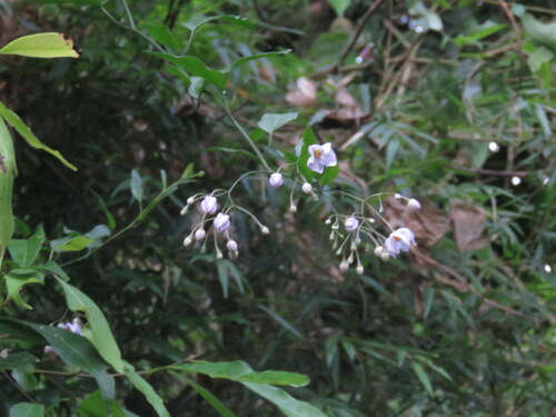 Solanum laxum