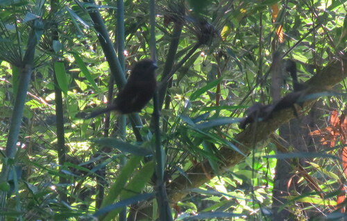 Blackish-blue Seedeater (Amaurospiza moesta), photo 5