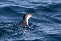 Synthliboramphus scrippsi