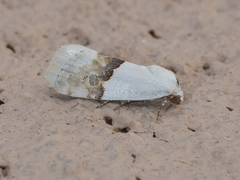 Ponometia elegantula