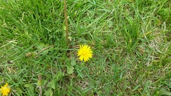 Taraxacum officinale