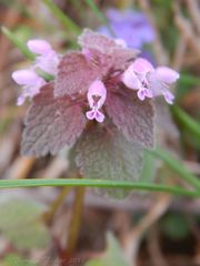 Lamium purpureum purpureum