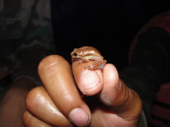 Dendropsophus robertmertensi