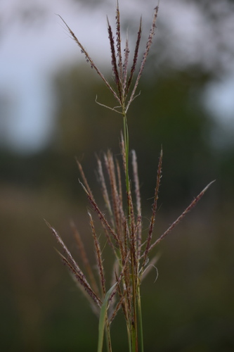 Eulalia speciosa iNat (1)