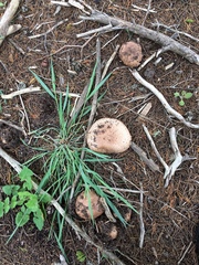 Agaricus pattersoniae