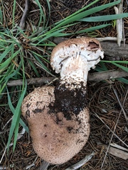 Agaricus pattersoniae