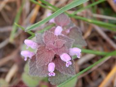 Lamium purpureum purpureum