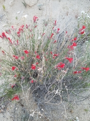 Ipomopsis tenuifolia