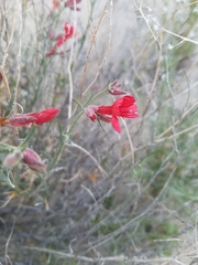 Ipomopsis tenuifolia