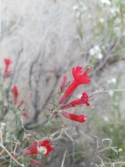 Ipomopsis tenuifolia