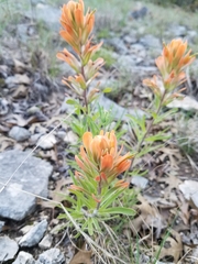 Castilleja lindheimeri