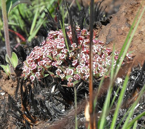 Euphorbia zambesiana
