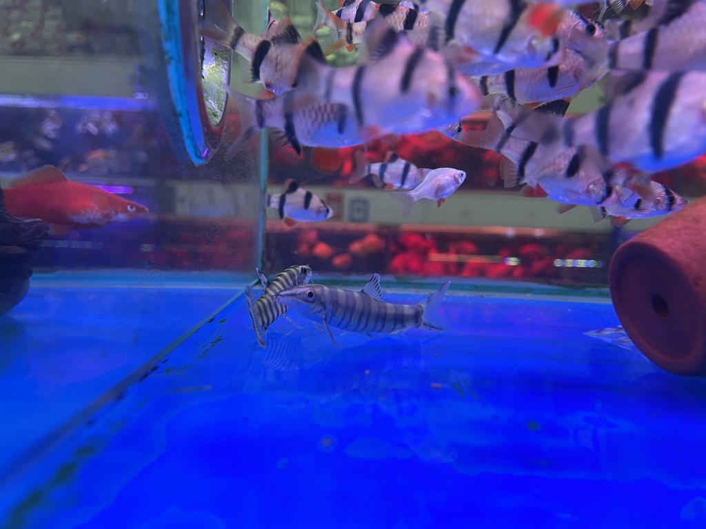 Kansu Loach