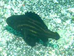 Striped Giant Sea Bass photo 3