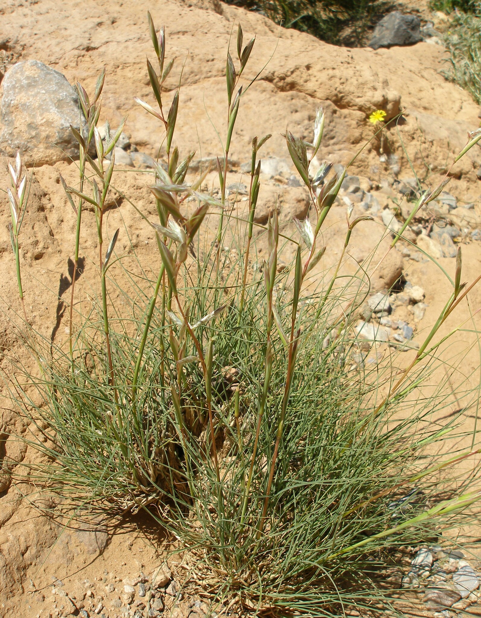 Cymbopogon schoenanthus