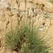 Cymbopogon schoenanthus - Photo (c) missour, algunos derechos reservados (CC BY-NC)