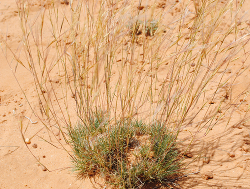 Small Bushman Grass