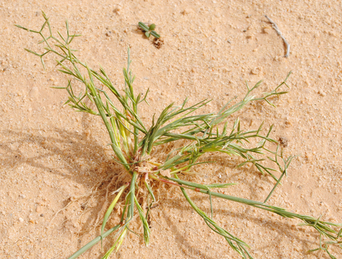 Cutandia dichotoma