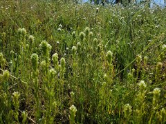 Castilleja attenuata