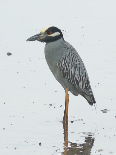 Yellow-crowned Night Heron